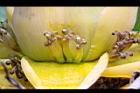 地湧金蓮-雌花04.JPG