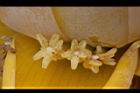 地湧金蓮-雌花06.JPG