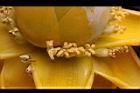 地湧金蓮-雌花14.JPG
