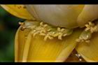 地湧金蓮-雌花16.JPG
