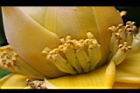 地湧金蓮-雌花18.JPG