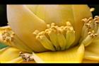 地湧金蓮-雌花19.JPG