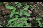 地耳草-葉序01.JPG