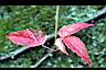 地錦-紅葉00.jpg