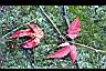 地錦-紅葉01.jpg