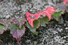 地錦-紅葉03.jpg