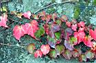 地錦-紅葉08.jpg