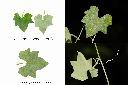 垂果瓜-葉1.jpg
