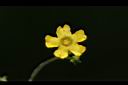 垂果瓜-雄花14.JPG