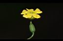 垂果瓜-雌花06.JPG