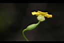 垂果瓜-雌花08.JPG