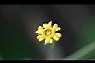 垂果瓜-雄花02.jpg
