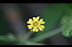 垂果瓜-雄花03.jpg
