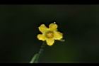 垂果瓜-雄花04.JPG