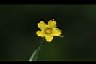 垂果瓜-雄花05.JPG
