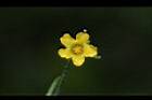 垂果瓜-雄花06.JPG