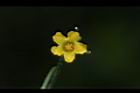 垂果瓜-雄花07.JPG
