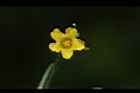 垂果瓜-雄花08.JPG