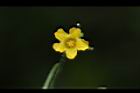 垂果瓜-雄花09.JPG