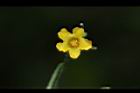 垂果瓜-雄花10.JPG