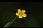 垂果瓜-雄花11.JPG