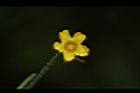 垂果瓜-雄花12.JPG
