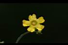 垂果瓜-雄花13.JPG
