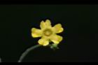 垂果瓜-雄花15.JPG