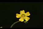 垂果瓜-雄花16.JPG