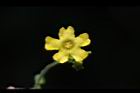 垂果瓜-雄花17.JPG