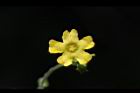 垂果瓜-雄花18.JPG
