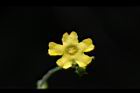 垂果瓜-雄花19.JPG