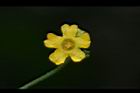 垂果瓜-雄花20.JPG