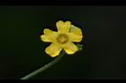 垂果瓜-雄花21.JPG