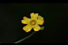 垂果瓜-雄花23.JPG