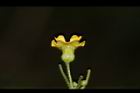 垂果瓜-雄花25.JPG