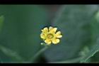 垂果瓜-雄花26.jpg