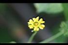 垂果瓜-雄花27.jpg