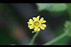 垂果瓜-雄花28.jpg