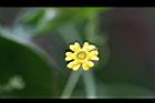 垂果瓜-雄花29.jpg