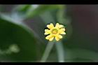 垂果瓜-雄花30.jpg