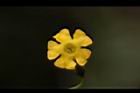 垂果瓜-雌花01.JPG
