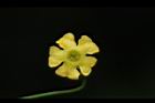 垂果瓜-雌花04.JPG