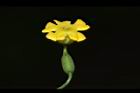 垂果瓜-雌花07.JPG