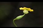垂果瓜-雌花10.JPG