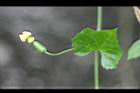 垂果瓜-雌花11.jpg