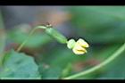 垂果瓜-雌花12.jpg