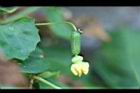 垂果瓜-雌花13.jpg