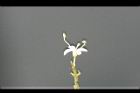 垂枝女貞-花蕊0.jpg