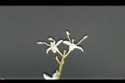 垂枝女貞-花蕊1.jpg